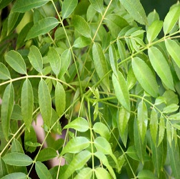 Curry Leaf Essential Oil
